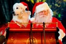 Santa Buddies (4)