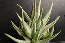 Aloe rauhii cv. 'Snowstorm'