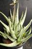 Aloe rauhii cv. 'Snowstorm'