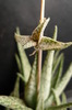 Aloe rauhii cv. 'Snowstorm'