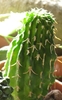 E columnaris