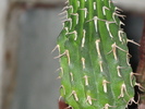 E columnaris