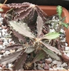 Euphorbia decaryi si Euphorbia decaryi v. spirosticha
