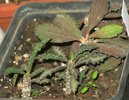 Euphorbia decaryi