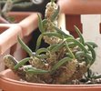 Euphorbia cylindrifolia