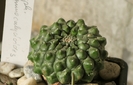 Euphorbia gymncalicioydes