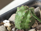 E. mosaica