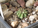 Euphorbia sepulta -pe radacina