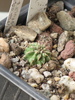 E. sepulta pe radacina, din seminte
