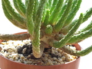 Euphorbia inermis detaliu