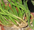 Euphorbia inermis detaliu