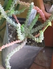Euphorbia albipollenifera
