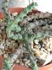 Euphorbia albipollenifera