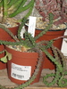Euphorbia albipollenifera