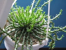Euphorbia caput-medusae