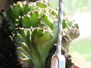Euphorbia lactea cristata -pe radacina