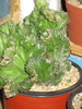 Euphorbia lactea cristata -pe