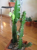 Euphorbia mayuranathani -dreapta siEuphorbia acrurensis -stanga