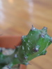 Euphorbia mayuranathani