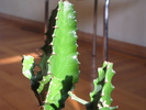 Euphorbia acrurensis - stanga