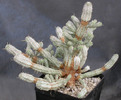 Euphorbia-mammilaris-fma-variegata