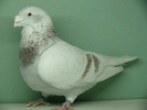 Mascul 2008