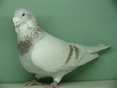 Mascul 2008