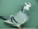 Femela 2008