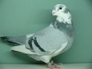 Femela 2008