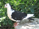 pozze 329