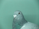 Mascul 2010