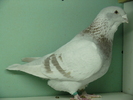 Femela 2007