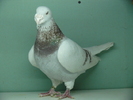 Mascul 2006