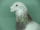 Mascul 2006