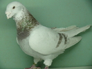 Mascul 2006