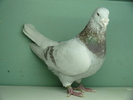 Mascul 2006