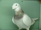 Mascul 2006