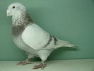 Mascul 2006