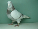 Mascul 2006