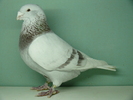 Mascul 2006