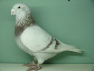 Mascul 2006