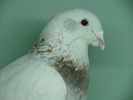Mascul 2010