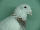 Mascul 2010