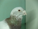 Mascul 2007