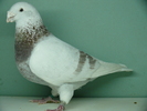 Mascul 2007