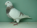 Mascul 2007