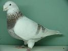 Mascul 2007