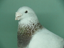 Mascul 2007