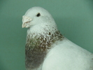Mascul 2007