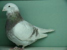 Mascul 2007